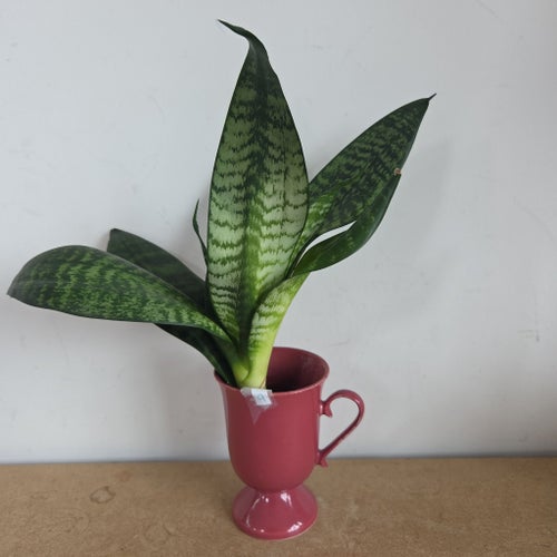 Bandrosett