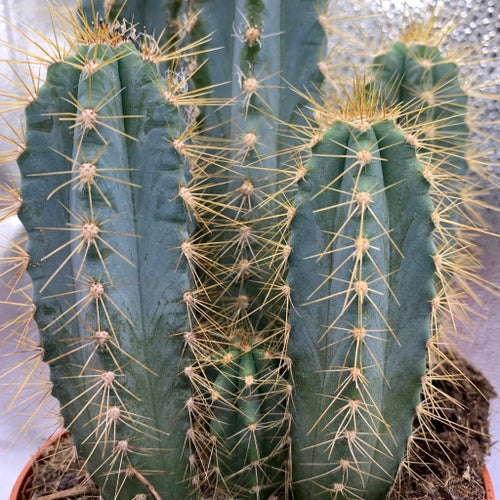 Tre sticklingar av Pilosocereus