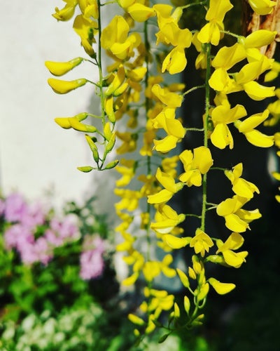 Frön till vackra Gullregn - Perenn växt! Frakt ingår.