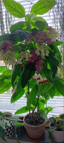 Klerodendrum thomsoniae