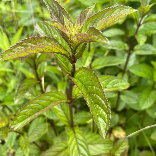 10 plantor chokladMynta - Mentha choklad mynta perenn tålig flerårig