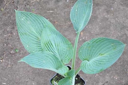 Värdig Hosta Peacook Feathers - Funkia