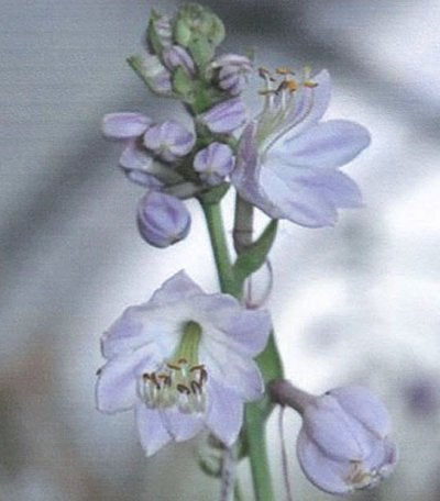 Värdig Hosta Peacook Feathers - Funkia