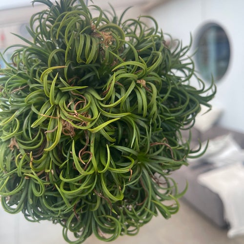 Tillandsia 'Curly Slim' luftväxt