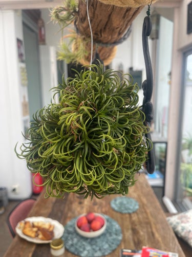 Tillandsia 'Curly Slim' luftväxt