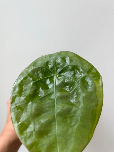 Anthurium Dark Forgetii