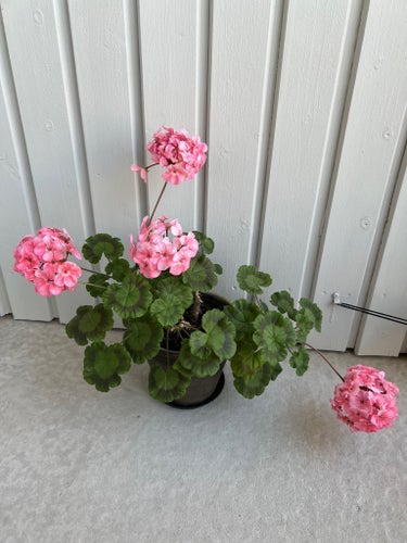 Diva Raspberry Ripple Stickling Pelargon