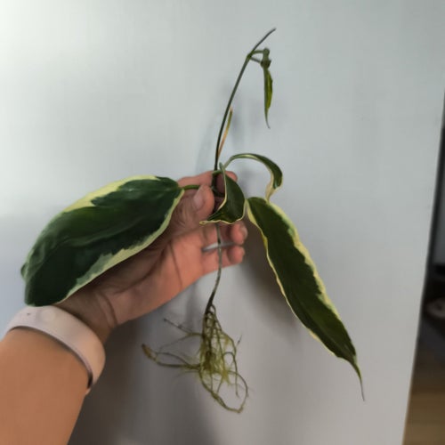 Hoya kenejiana outer variegated