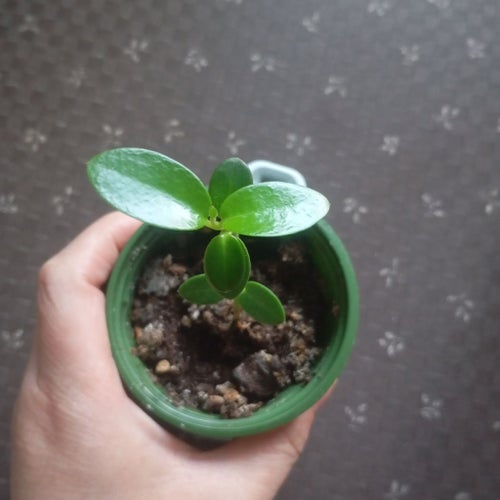 OVANLIG Hoya cuminigiana