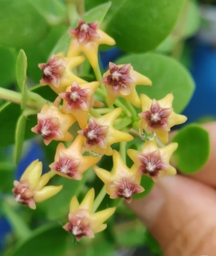 OVANLIG Hoya cuminigiana