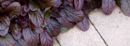 REVSUGA, 10 SMÅ PLANTOR
