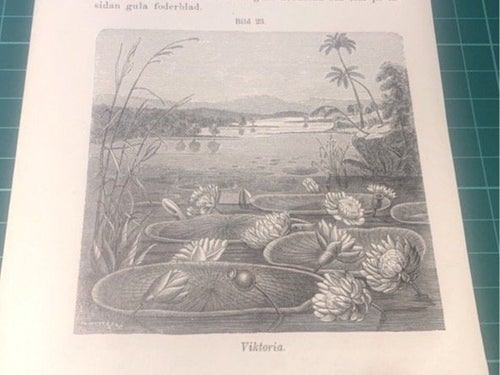 Träsnitt ”Näckros Viktoria” från 1898