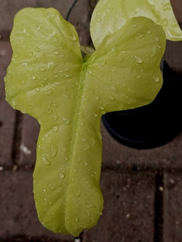 Philodendron goldendragon variegata ghost