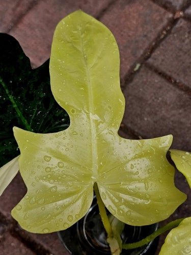 Philodendron goldendragon variegata ghost
