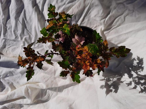 Palettblad Flora - jordrotad