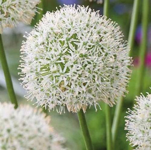 Allium 'Mount Everest'