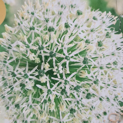 Allium 'Mount Everest'