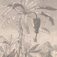 Träsnitt ”Banan” från 1898