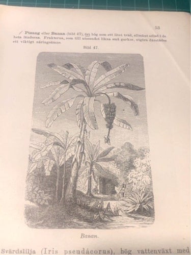 Träsnitt ”Banan” från 1898