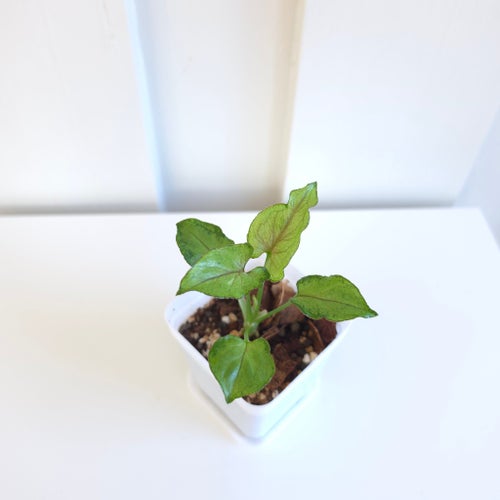 Syngonium orm manee mutation