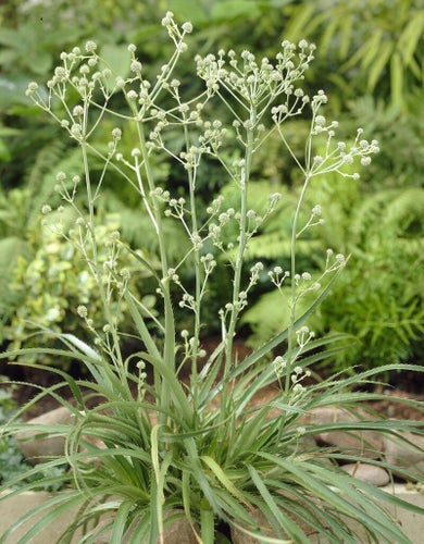 Eryngium agavefolium. gräsmartorn, perenn. Ovanlig!
