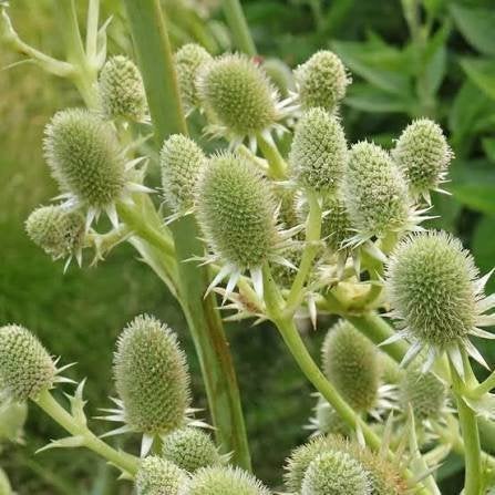 Eryngium agavefolium. gräsmartorn, perenn. Ovanlig!
