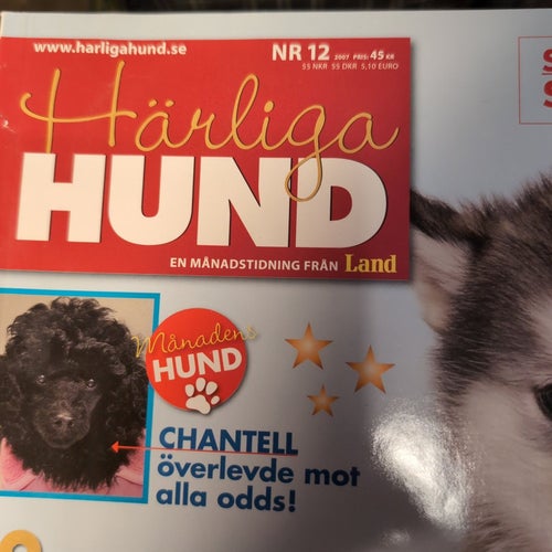 Härliga Hund - Årets Hundar 2007