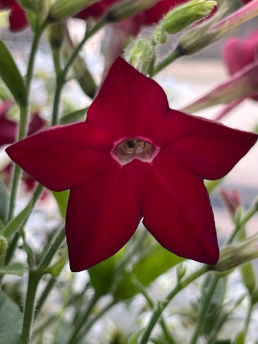 Vinröd, röd Blomstertobak, Nicotiana, 25st frön.