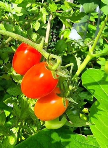 Tomatfrön-Romello-2024- 10 frön. Frakt ingår