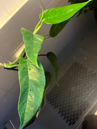 Epipremnum pinnatum Variegata stickling