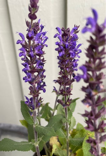 Stäppsalvia - minst 30 frön.