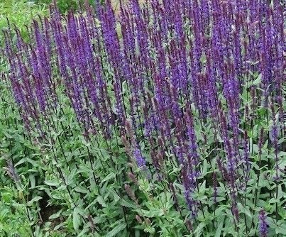 Stäppsalvia - minst 30 frön.