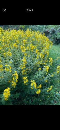 20 plantor Praktlysing perenn flerårig TÅLIG (Lysimachia punctata)
