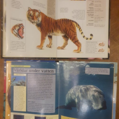 Stora Barriärrevet och Nordöstra Australien + Tigerns Rike DVD