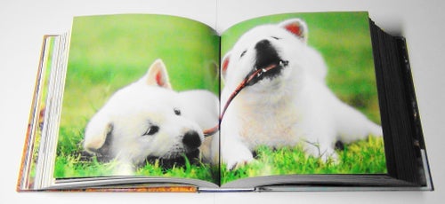 "Baby Animals" CubeBook, 1000 tals bilder på Djur-Ungar i högsta kvalitet !