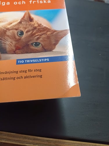KATTER - LYCKLIGA OCH FRISKA