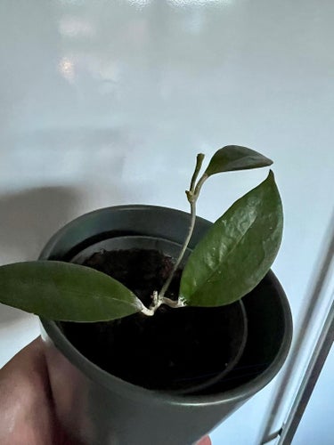 Hoya verticillata planta