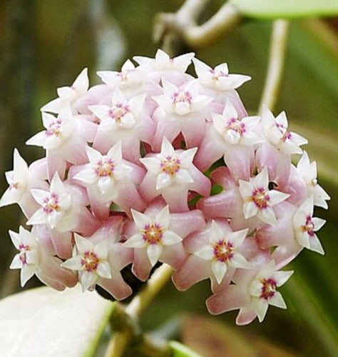 Hoya verticillata planta