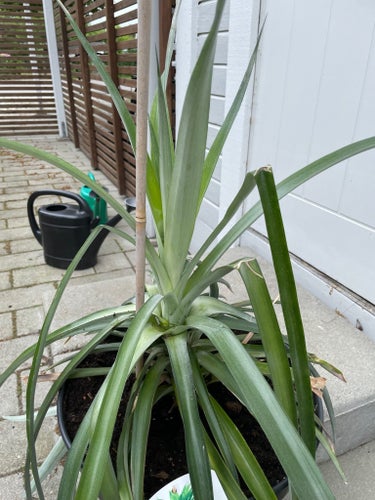 Ananas Comosus - Ananasplanta ätbar