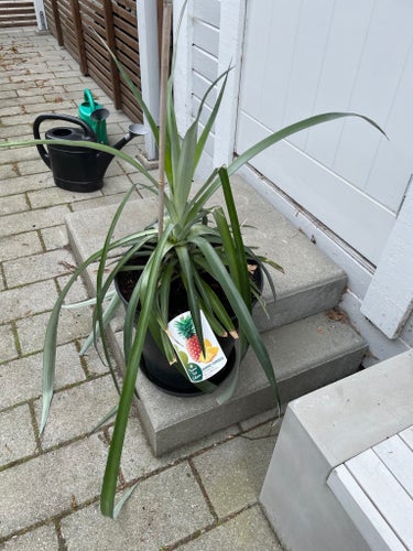 Ananas Comosus - Ananasplanta ätbar