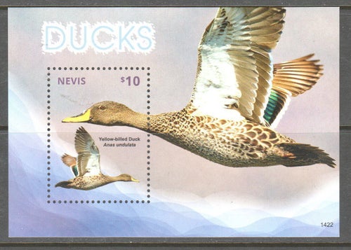 NEVIS - BL. DUCKS**