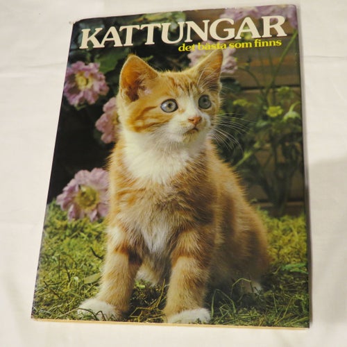 Kattungar det bästa som finns