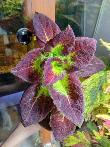 Palettblad Dipt In Wine