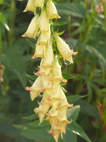 Liten fingerborgsblomma - 30 frön + 100% extra
