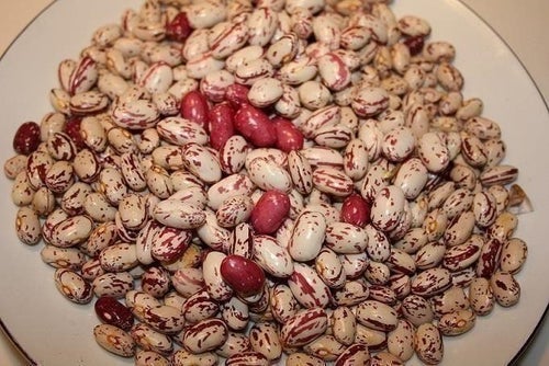 Borlotti Bönor 10 st