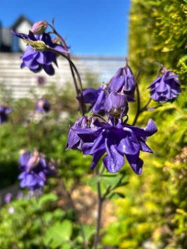 25 fröer från perenn lila Akleja
