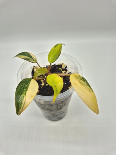 Philodendron Strawberry shake