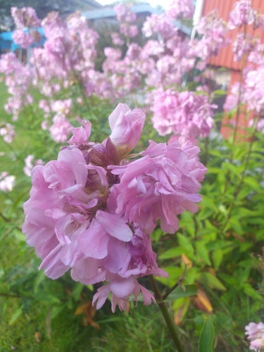 Saponaria officinalis 'Rosea Plena' - Såpnejlika 100 fröer