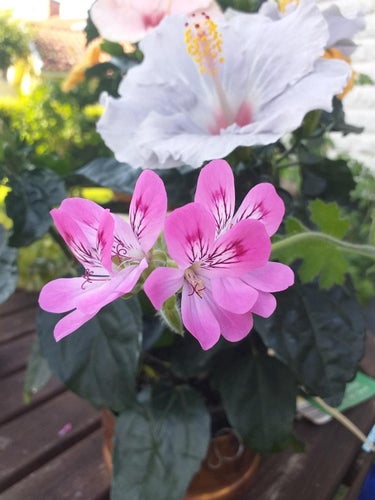 Två orotade skott av Doftpelargon Pink Capricorn