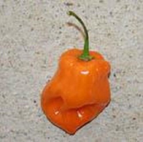 Habanero Naranja Pepperoni Paprika ,15 st frö
